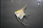 Maanvis Goud